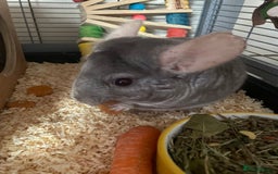 Chinchilla rodents for sale: Lovely male chinchilla for sale  - Image 2