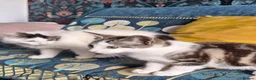 Mixed Breed cats for sale: Two Adorable Kittens.[Boy/Girl] - Advert 4