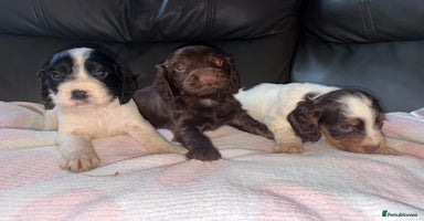 Cocker Spaniel dogs 🐶🤎fantastic Working Cocker Spaniels🐶🤎 - Advert 1