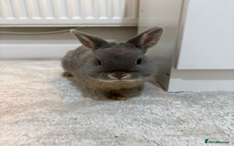Netherland Dwarf rabbits for sale: Milo Netherlands dwarf bunny - Image 2