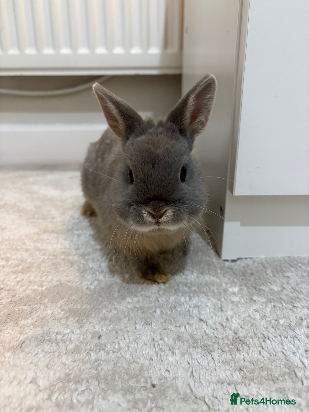 Netherland Dwarf rabbits for sale: Milo Netherlands dwarf bunny - Image 2