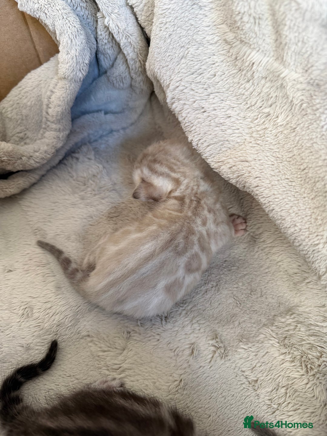 Bengal cats for sale: Milo & Mayas Pure Bengal Babies  - Advert 8