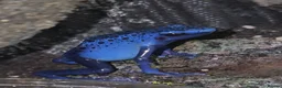 Frog reptiles for sale: Dendrobates tinctorius Azules Dart Frog Tadpoles - Advert 9