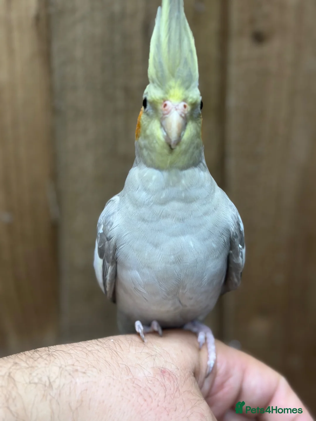 Cockatiels birds for sale: Cocktails parakeet  - Advert 2