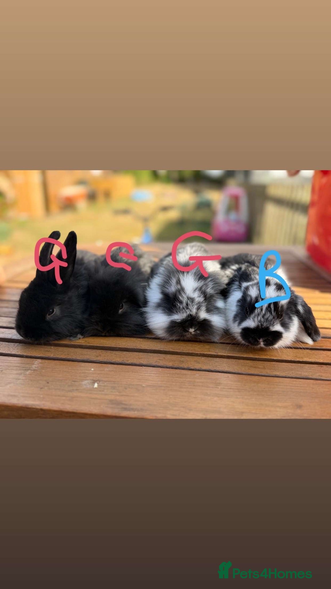 Mini Lion Lop rabbits 4 baby mini lion lop rabbits - Advert 2