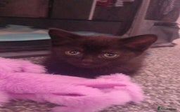 British Shorthair cats for sale: Luna’s Litter 🩶 - Image 11