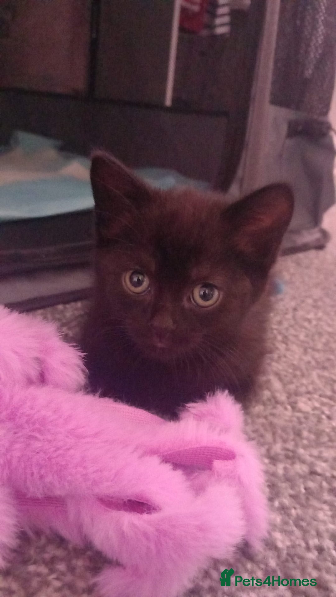 British Shorthair cats for sale: Luna’s Litter 🩶 - Image 11