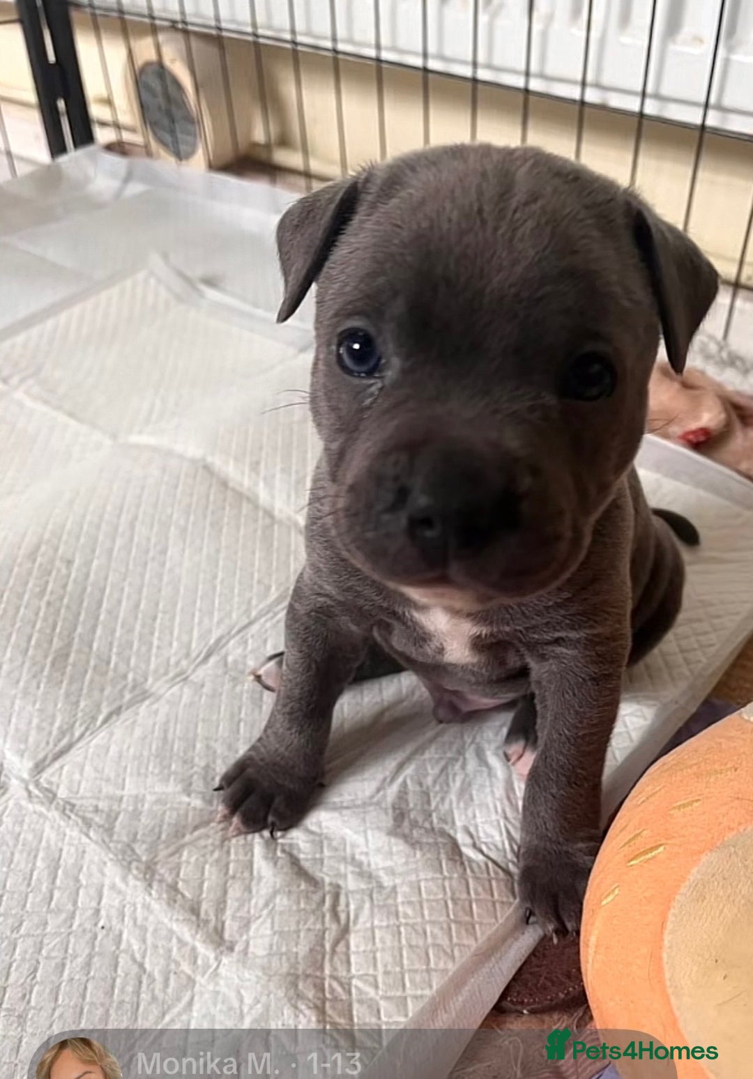 Staffordshire Bull Terrier dogs for stud: “Dior” American Staffordshire Bull Terrier Stud - Advert 10