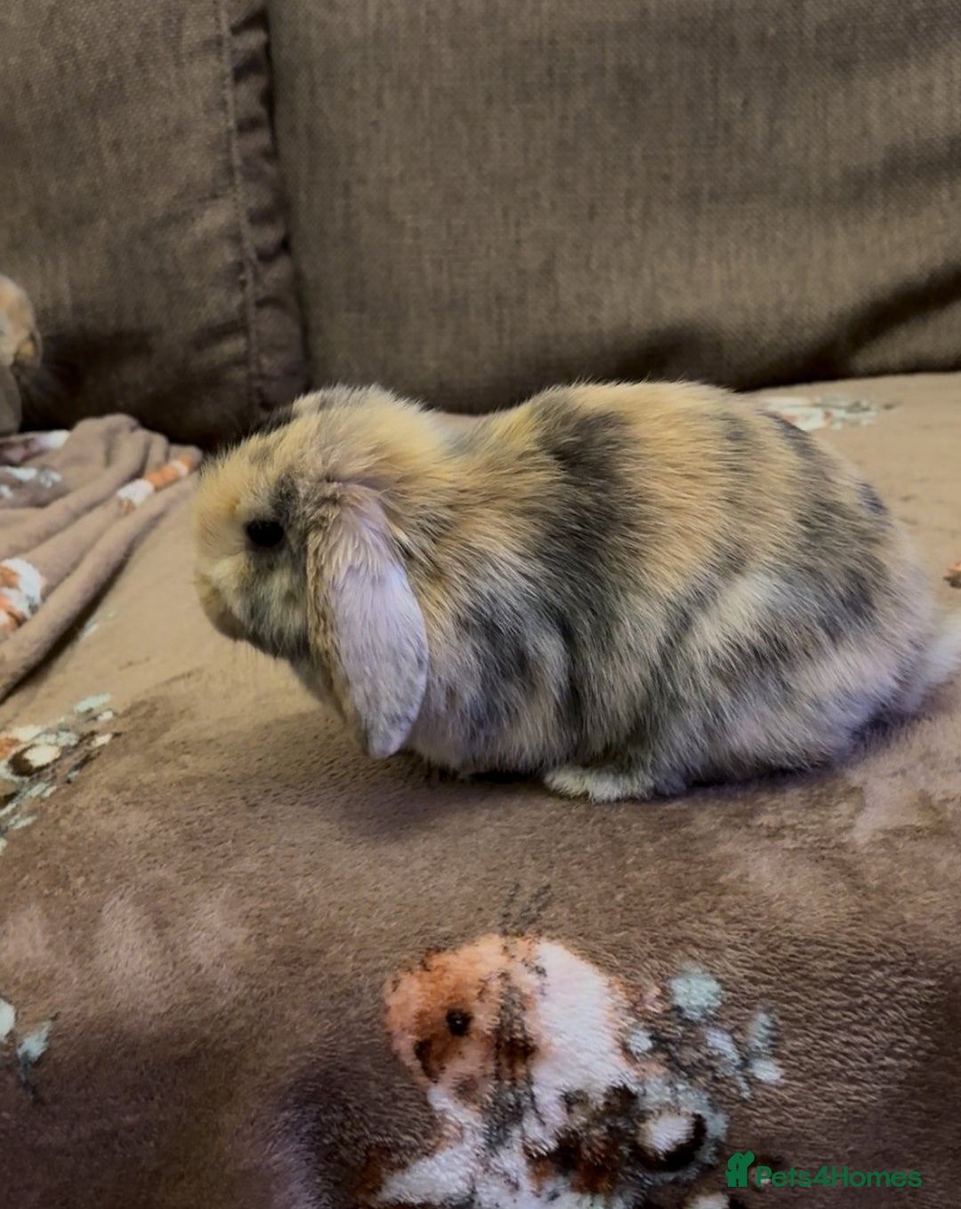 Mini Lop rabbits for sale: Bonded Mini Lop Harlequin Pair. Sold Together Only - Advert 23