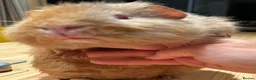 Guinea Pig rodents for sale: Lovely Teddy Rex ginger male guinea pig 5 months in Aylesbury - Advert 5