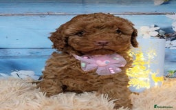 Cavapoo dogs for sale: Red Cavapoo Pups - Advert 6