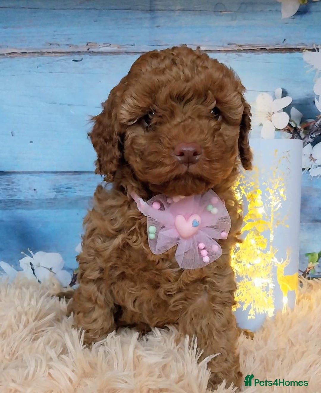 Cavapoo dogs for sale: Red Cavapoo Pups - Advert 6
