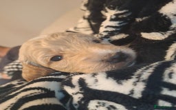 Cockapoo dogs for sale: Gorgeous F2 cockapoo puppies  - Image 5