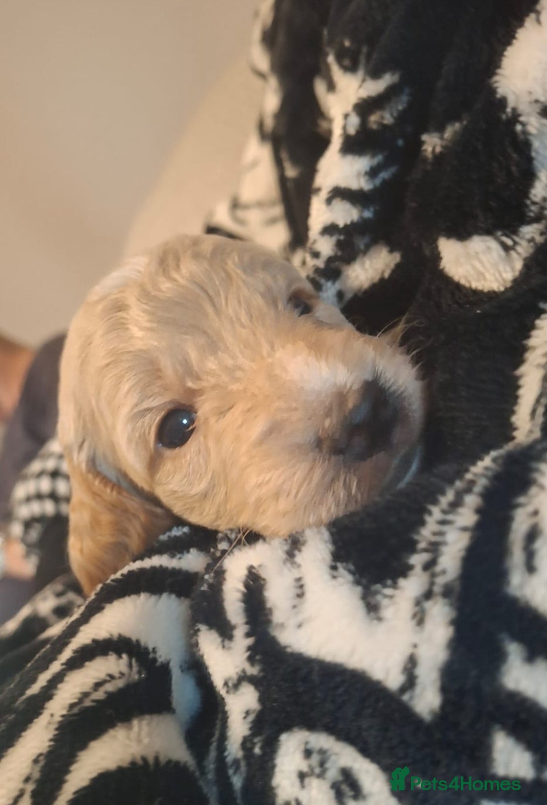 Cockapoo dogs for sale: Gorgeous F2 cockapoo puppies  - Image 5