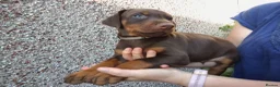 Dobermann dogs for sale: Dobermann puppies - Advert 15