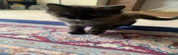 Ragdoll cats for sale: 2 Female ragdoll cats and 3 kittens-relisted - Advert 8