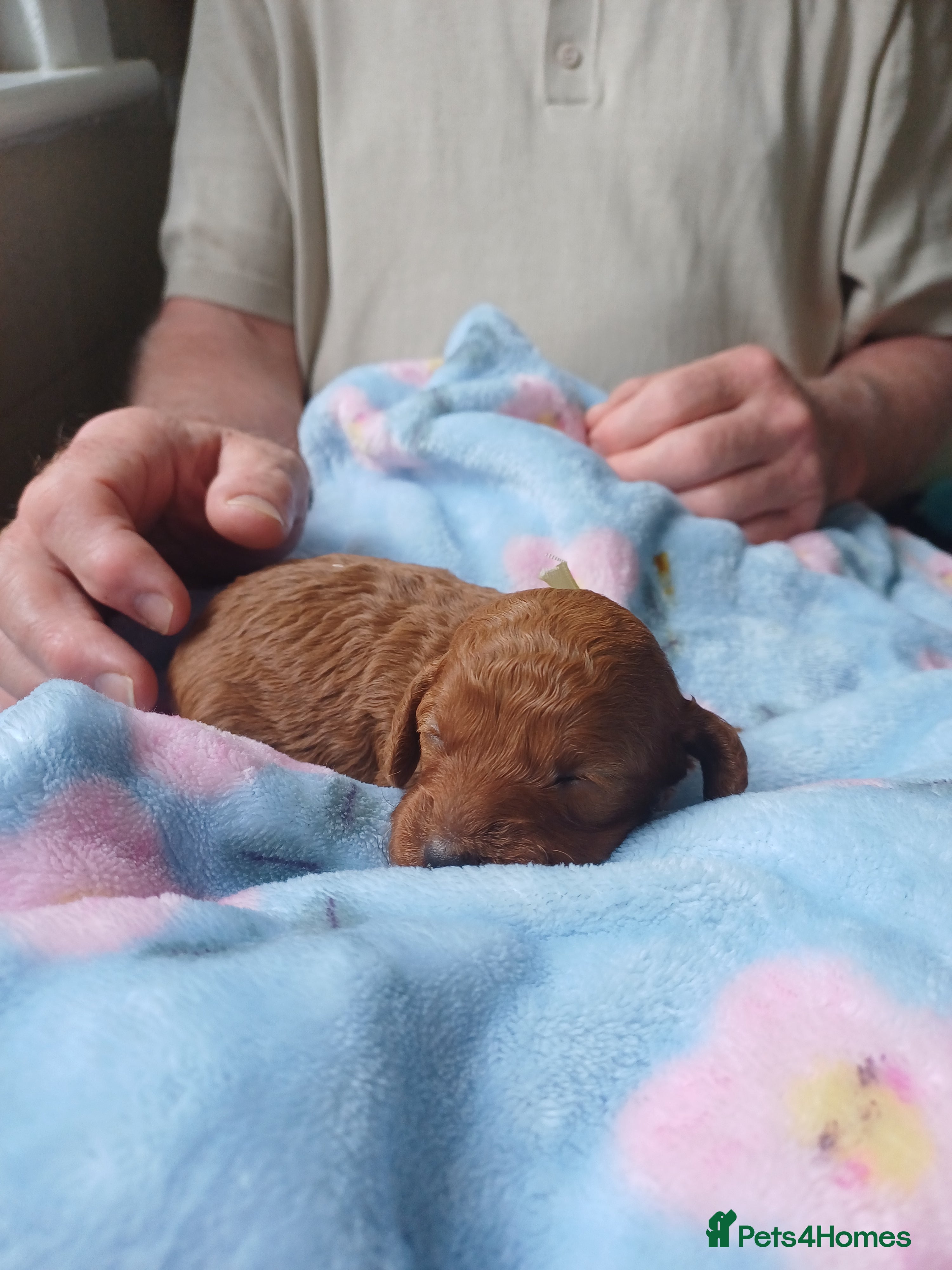 Cavapoo dogs APRICOT FIB CAVAPOO BORN- 26/6/26 - Advert 2