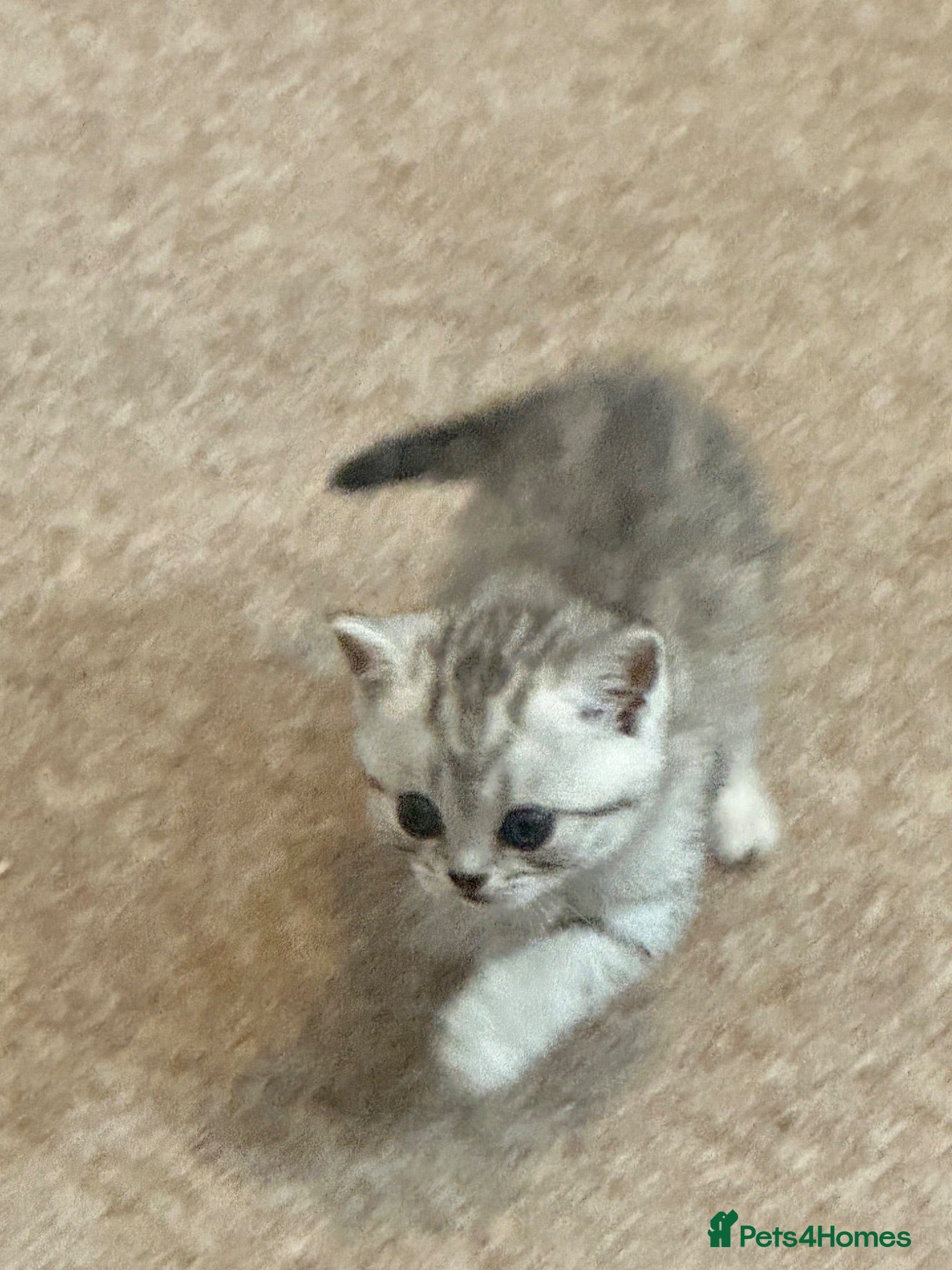 British Shorthair cats 1x boy left for sale British short hair tabby - Advert 1