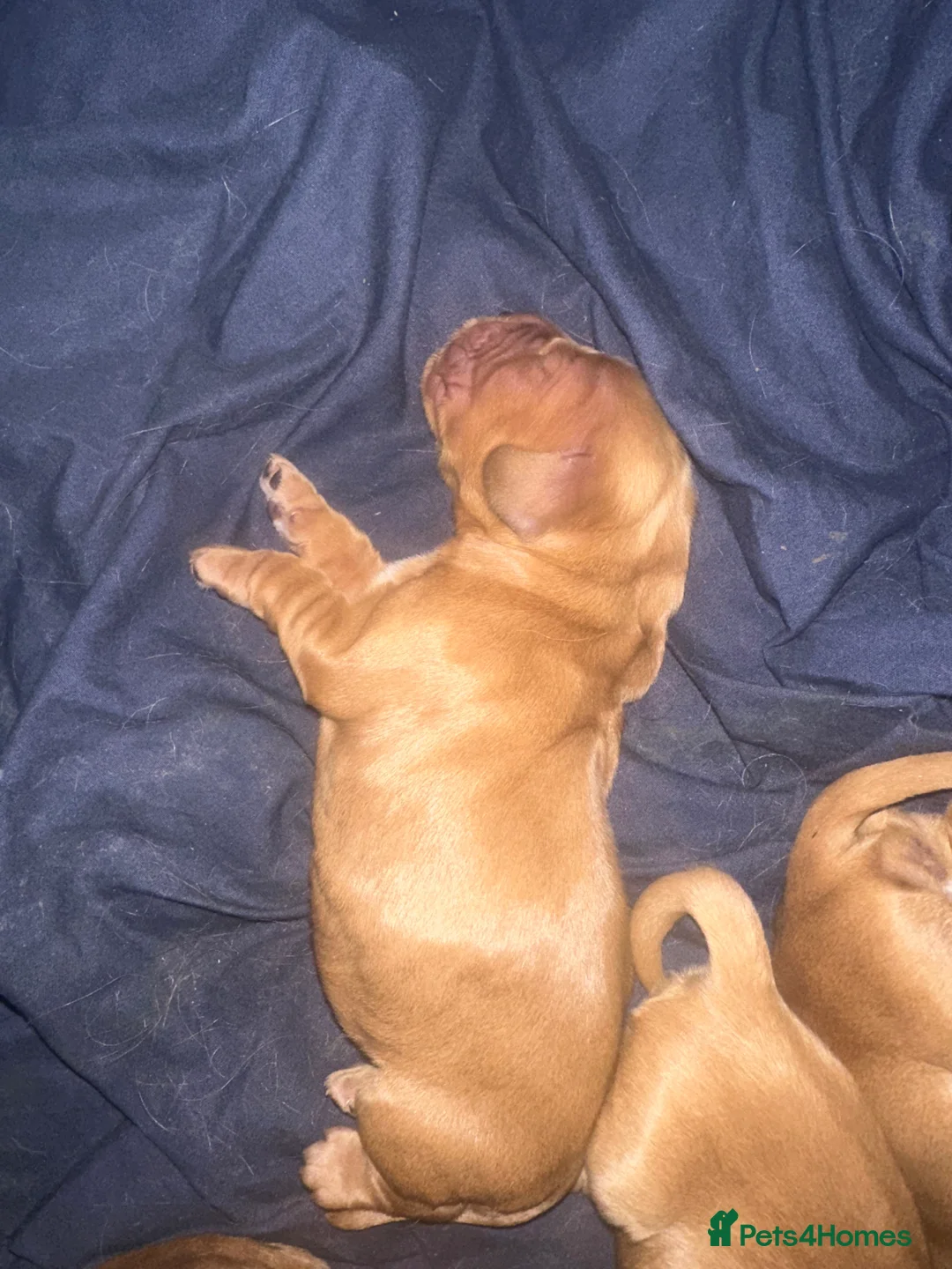 Cocker Spaniel dogs for sale: Stunning golden cocker spaniel  - Advert 10