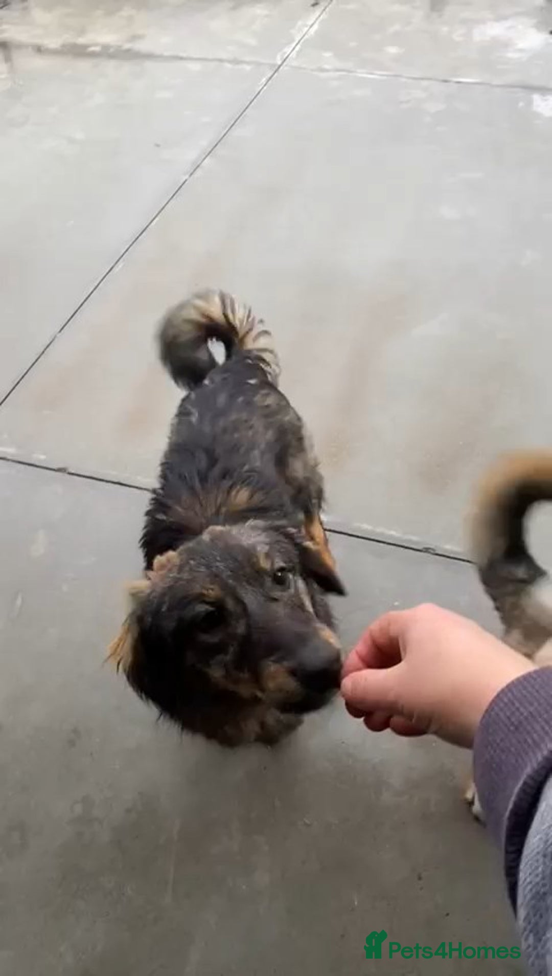 Mixed Breed dogs for adoption: Edie, 1 yr old approx. Available for adoption. - Advert 4