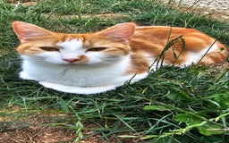 Mixed Breed cats for sale: Beautiful kittens for sale - Image 20