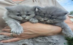 British Longhair cats for sale: British Longhair males available for reservation! - Image 2