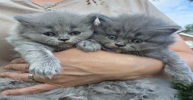 British Longhair cats - Advert 3