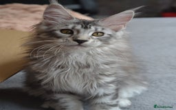 Maine Coon cats for sale: Tica Registered Maine Coon Kittens *ready now* - Image 7