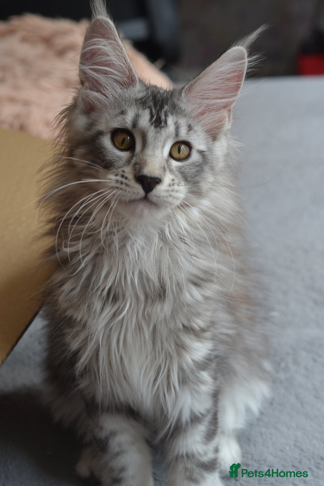 Maine Coon cats for sale: Tica Registered Maine Coon Kittens *ready now* - Image 7