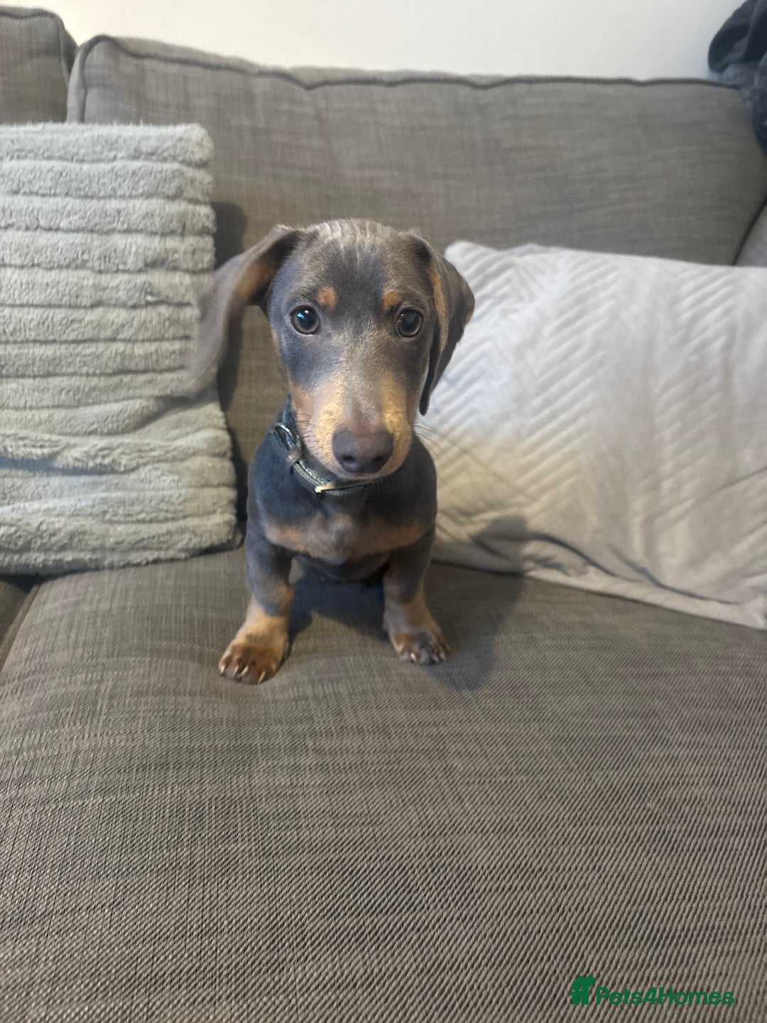 Dachshund dogs for sale: Miniature dachshund  - Advert 2