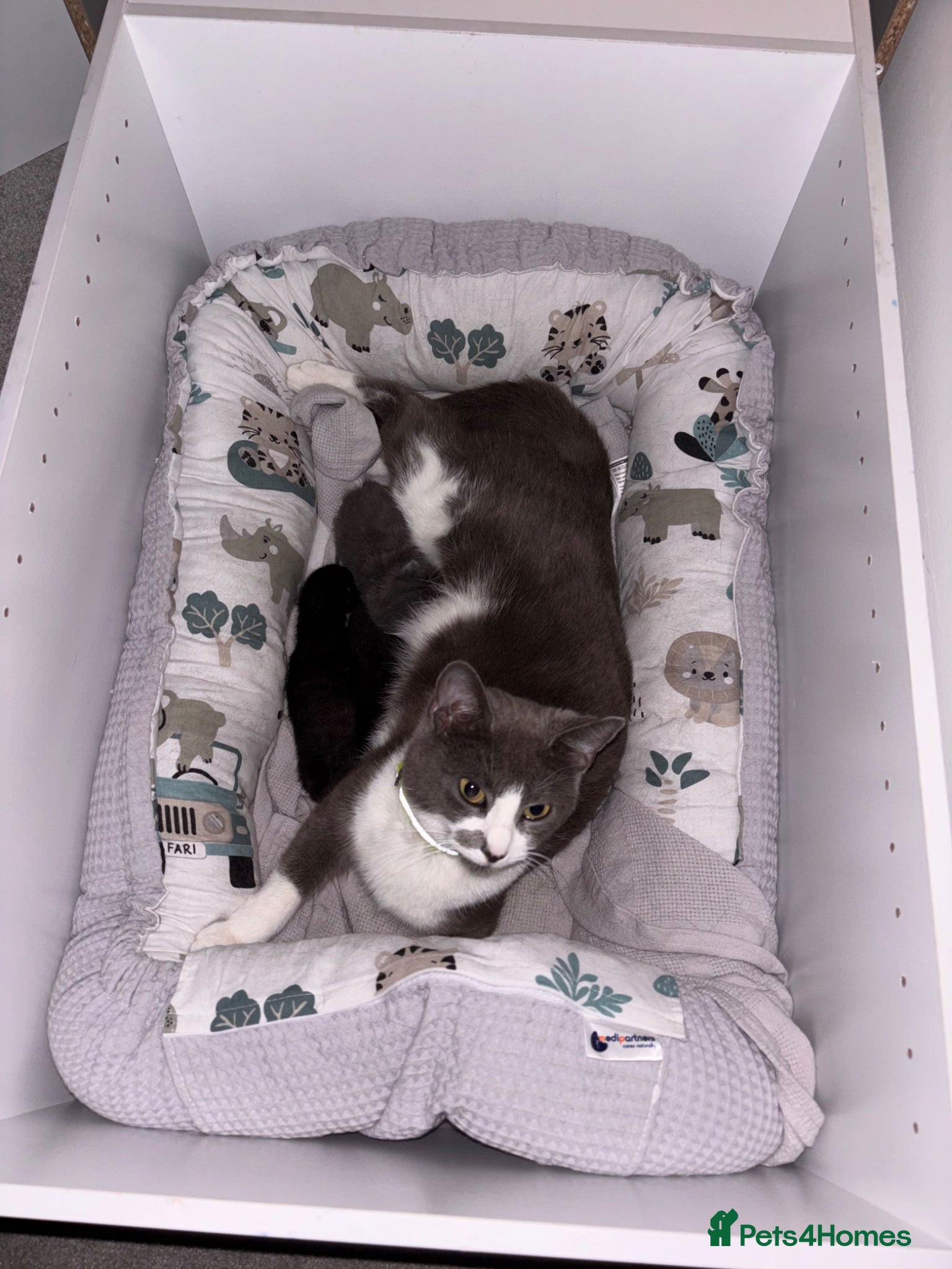 Mixed Breed cats Kittens - Advert 1