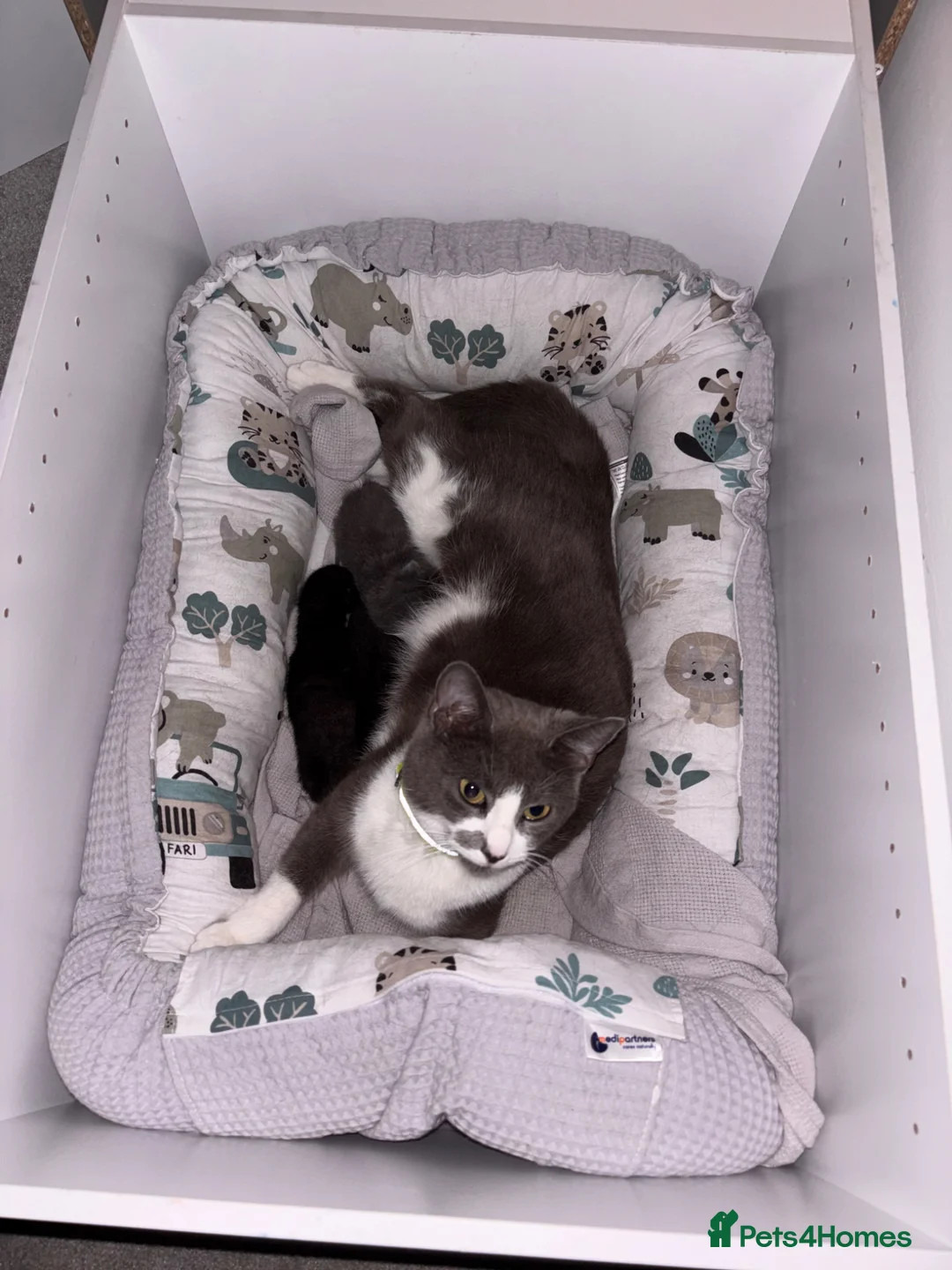 Mixed Breed cats for sale: Kittens in Stowmarket - Advert 1