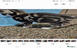 Bengal cats for sale: Bengala - Image 14