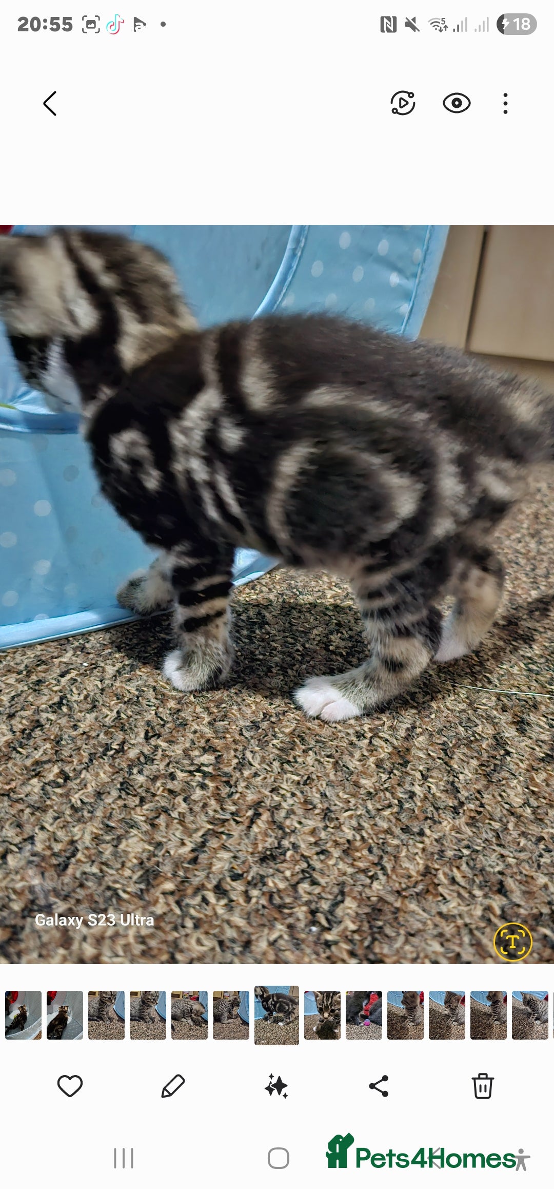 Bengal cats for sale: Bengala - Image 14