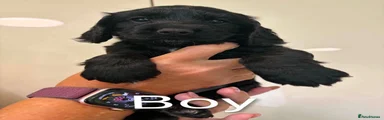 Cockapoo 2