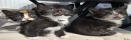 Scottish Fold cats for sale: Scottish stright mum,Playful kittens mixed breed  in Dalkeith - Advert 11