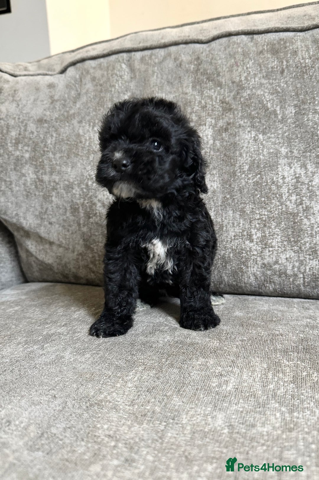 Cockapoo dogs for sale: Cockapoos looking for forever homes - Advert 15