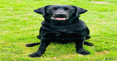 Labrador Retriever dogs - Advert 5