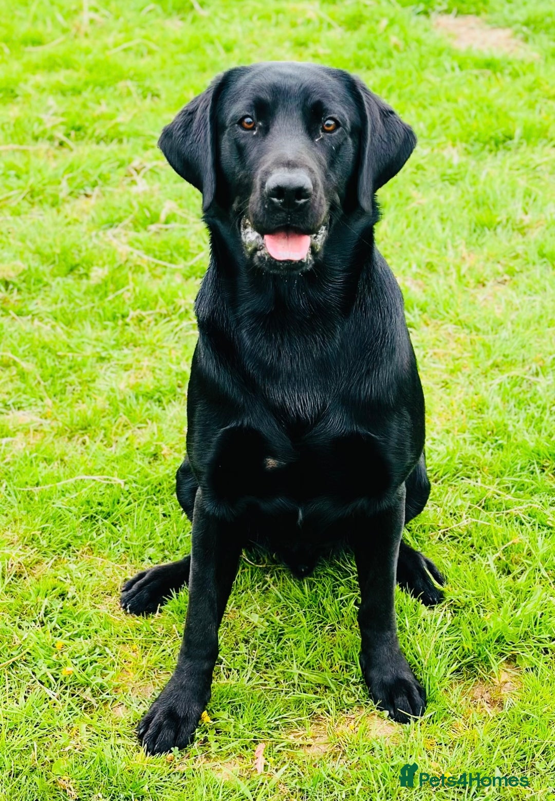 Labrador Retriever dogs for sale: Absolutely exquisite black Labrador family pet  - Image 2