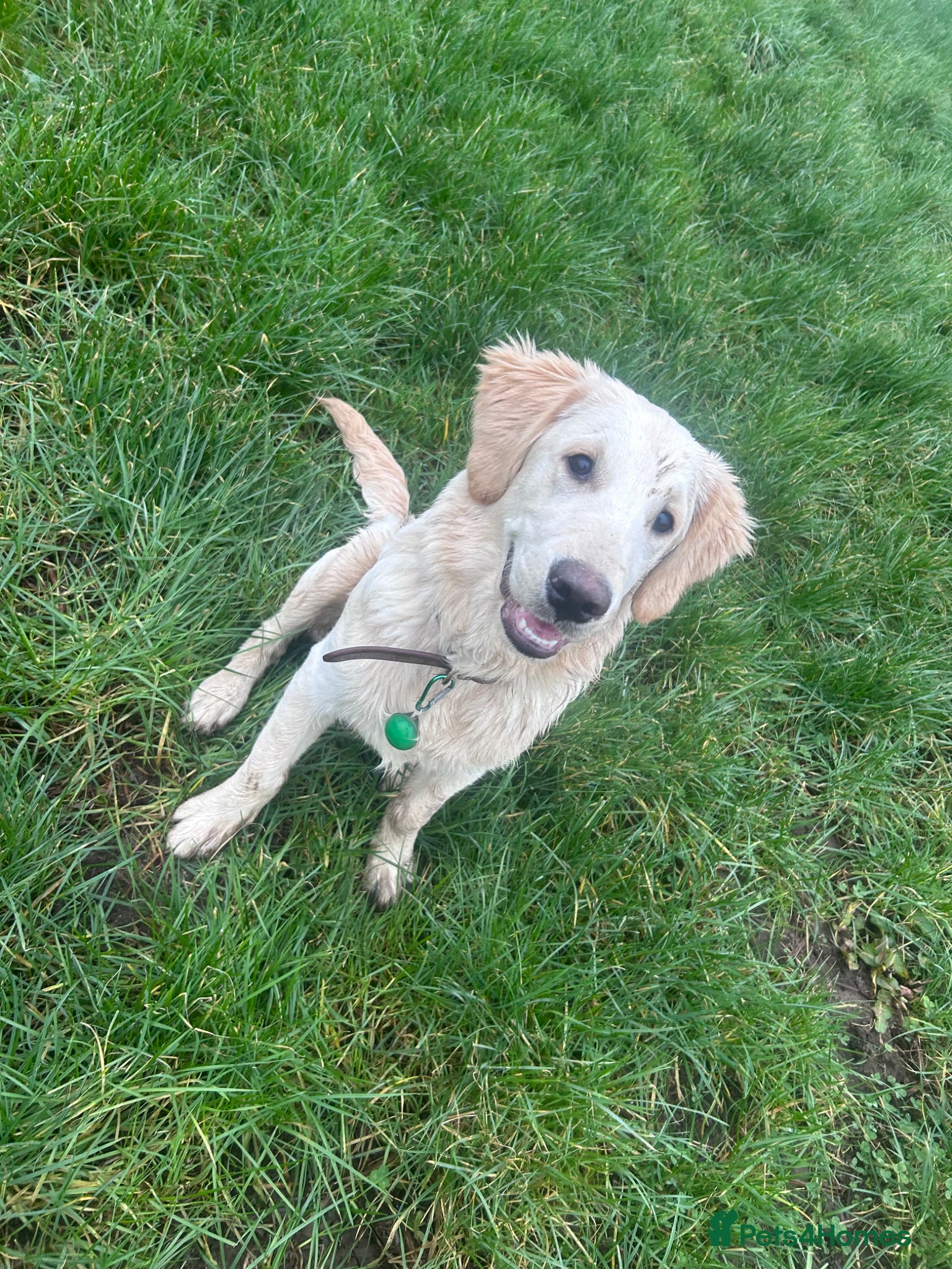 Golden Retriever dogs 7 month Golden Retriever  - Advert 3