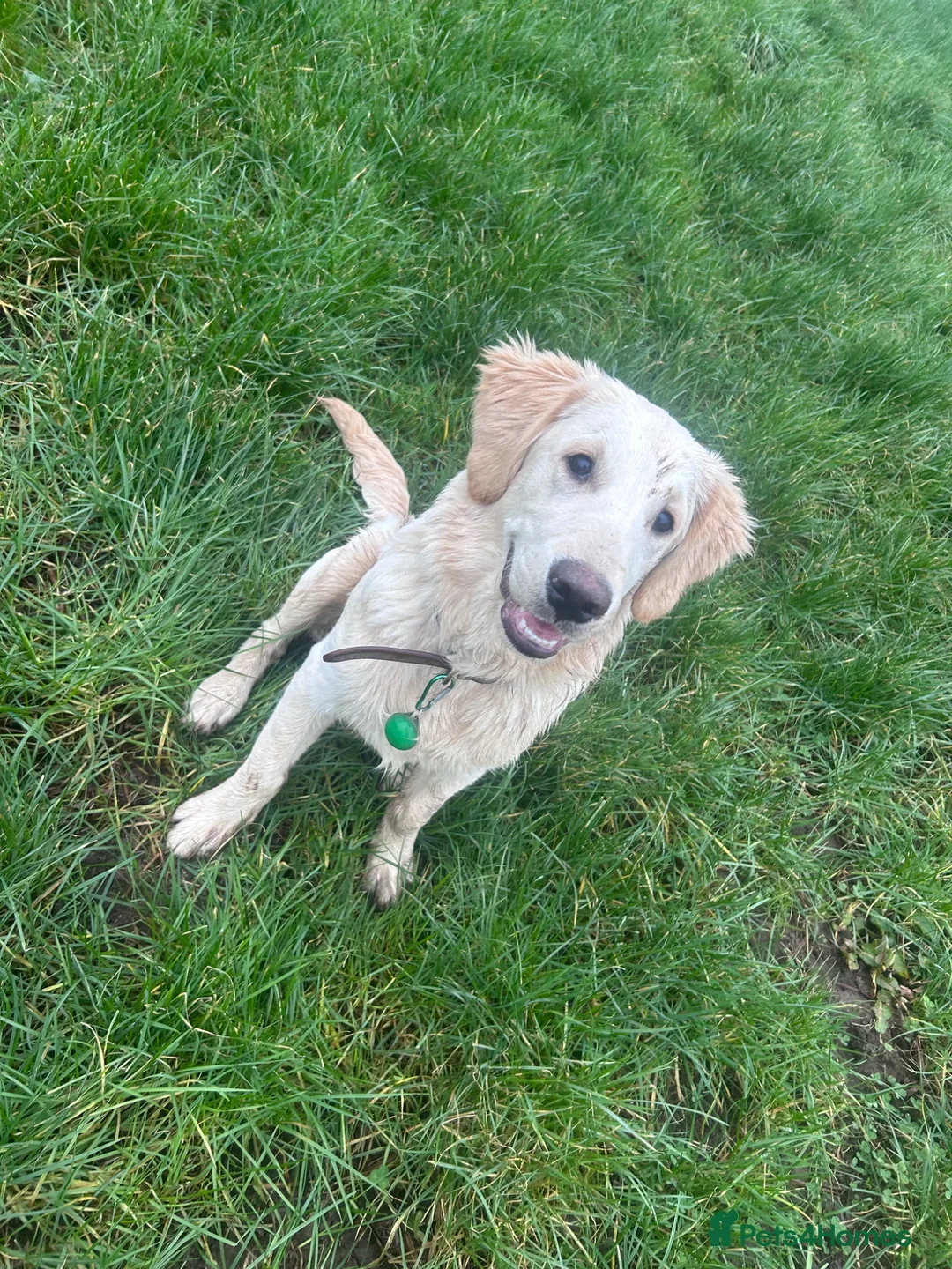 Golden Retriever dogs for sale: 7 month Golden Retriever  - Advert 1