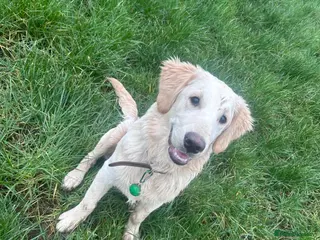 Golden Retriever dogs 7 month Golden Retriever - Advert 5