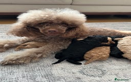 Toy Poodle dogs for sale: Toy poodles (5 girls and 2 boys) - Image 6