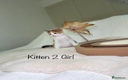 Mixed Breed cats for sale: Kittens 8 weeks old ready now  - Advert 7