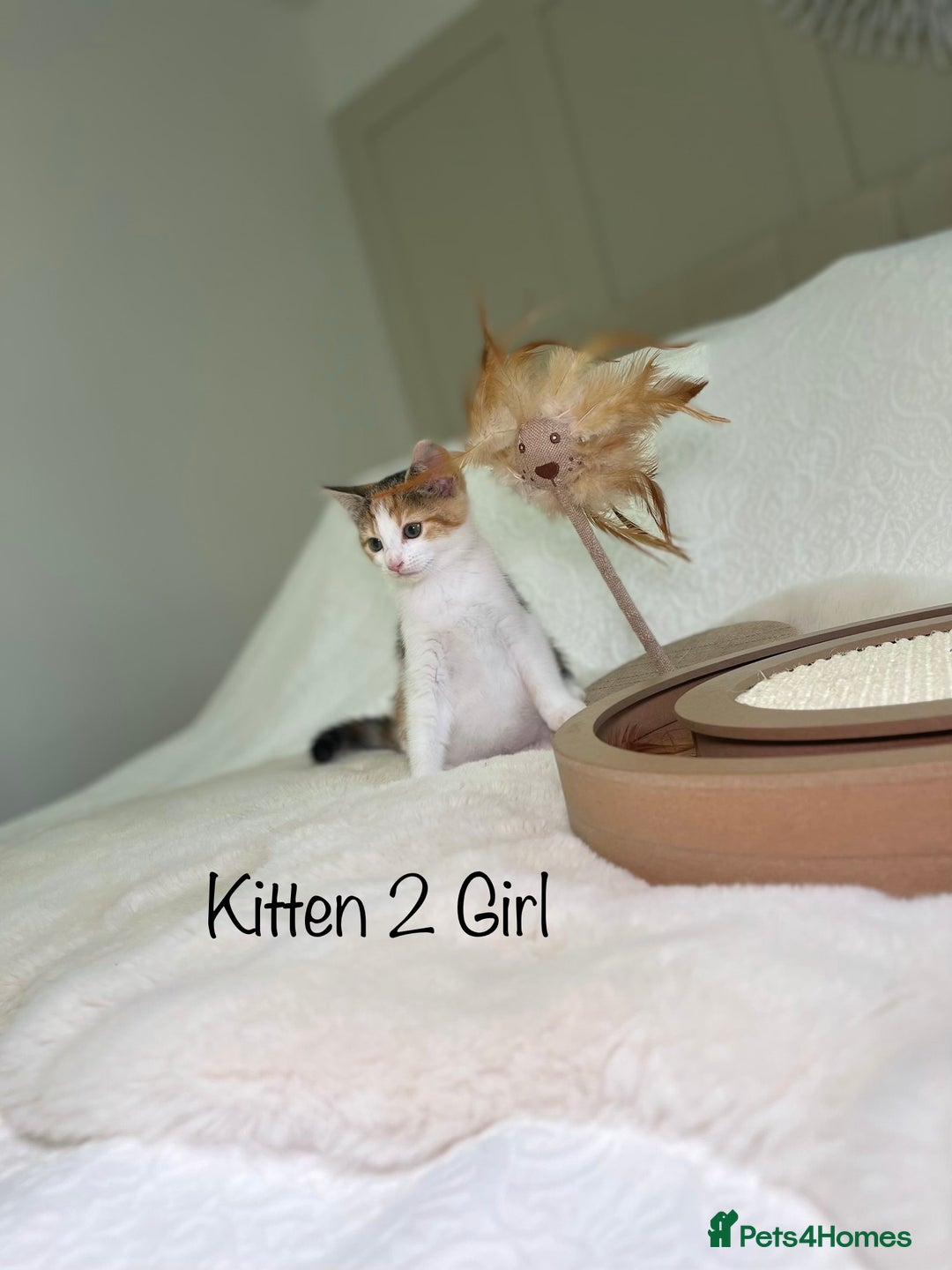 Mixed Breed cats for sale: Kittens 8 weeks old ready now  - Advert 7