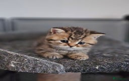 British Shorthair cats for sale: Rare GCCF Registered British Shorthair Kittens  - Image 9