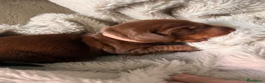 Miniature Dachshund 2