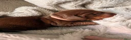 Miniature Dachshund dogs for sale: Beautiful kc miniature dachshund puppies - Advert 20