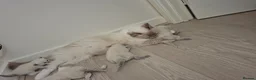 Ragdoll cats for sale: Stunning Ragdoll kittens  - Advert 3
