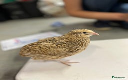 Quail poultry for sale: Three female quail - Image 2